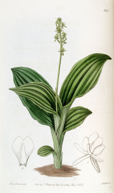 Liparis nervosa ssp. nervosa (come sin. Liparis guineensis) da Miss Drake
